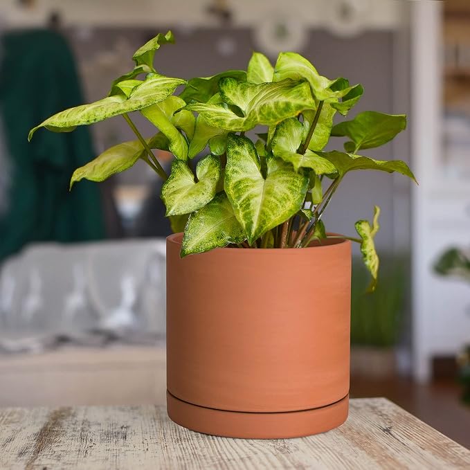 D'vine Dev Small 6 Inch Terracotta Plant Pot with Drainage Hole and Saucer, Round Cylinder Planter Pot for Indoor Plants, 40-X-A-3