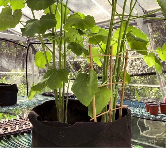 20 Pack 16" Bamboo Trellis for Climbing Plants-Natural Garden Ladder Fan -Shaped Plants Support Trellis for Potted Plant Decor in Door