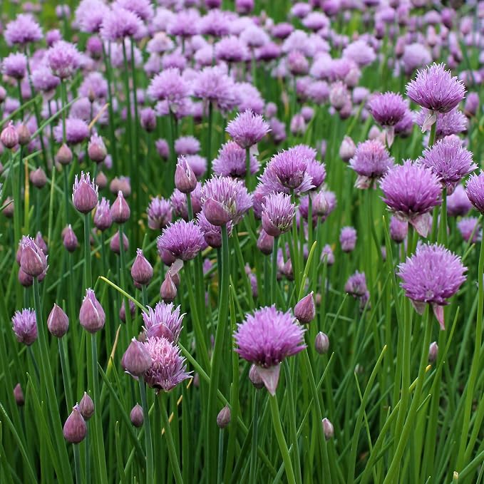 Outsidepride 1 oz. Perennial Chives Herb Garden Seeds for Microgreens, Sprouts, & Cooking