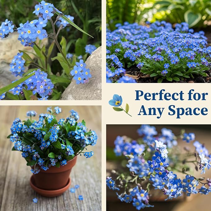10,000+ Forget-Me-Not Seeds Bulk for Planting - Cynoglossum amabile Blue Flower Seeds, Large Pack for Cottage Gardens, Beds, Borders & Naturalized Areas, Pollinator Friendly