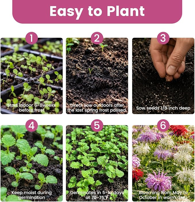 4000+ Bee Balm Seeds for Planting, Color Mix Native Wildflower Seeds, Heirloom & Open Pollinated Perennial Flower Seeds to Plant Outside Flower Herb Garden