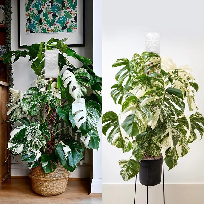 4 Psc 9 Inch D Shaped Moss Pole with Watering Dripper, Plastic Moss Poles for Climbing Plants, Sturdy Monstera Plant Support, Self Watering Moss Pole Kit for Plants Indoor(Translucent)
