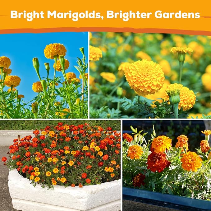 French Marigold Seeds for Planting, 1OZ 10000+ Heirloom Flower Seeds Perennial Seed Packet,Home and Garden Easy to Grow, Indoor & Outdoor Gardening, Plant & Quick Blooming