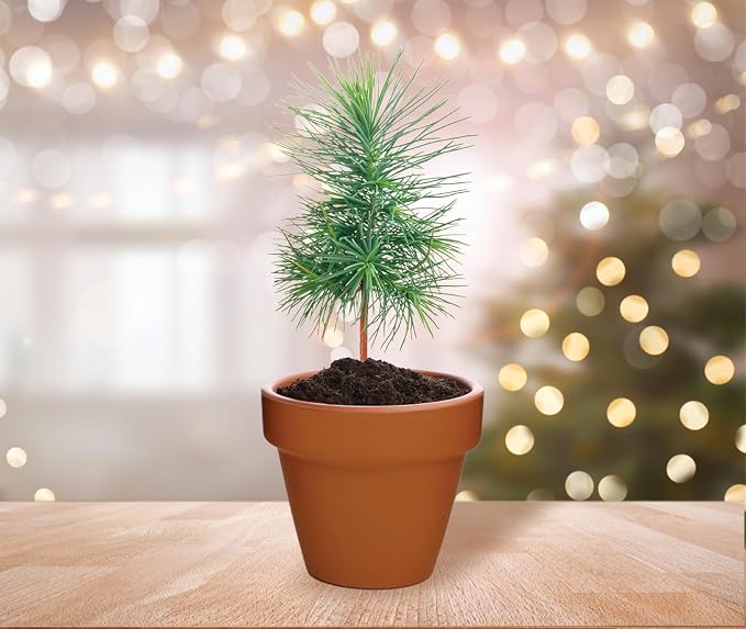 BUZZY Seeds Spruce Tree Grow Kit, Bulk 20-Pack - Mini Terracotta Pot Grow Set - Complete Indoor/Outdoor Gardening Kit with Seeds, Coconut Husk Growing Medium & Genuine Pots - 100% Grow Guarantee