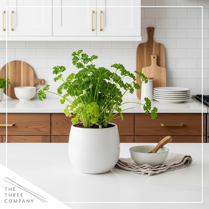 Live Herb - Parsley (4 Per Pack), Aromatic and Health Enhancer, Supports a Healthy Immune System, 8" Tall by 4" Wide
