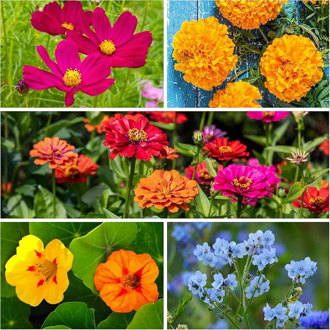 Seed Needs Wildflower Seeds Butterfly and Hummingbird Mix 2 Ounce Bulk Pack