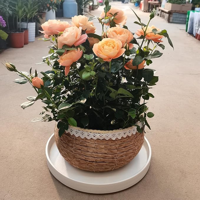Plant Saucer for Indoors - 12 Inch Ceramic Plant Saucer Plant Water Catcher Tray Plant Pot Saucer Plant Drainage Tray, Durable Sturdy Flower Pot Saucers (Frosted White)