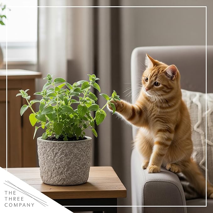 Live Herb - Catnip (Nepeta) (4 Per Pack), Aromatic and Cat Enrichment, Helps Reduce Cat Stress and Anxiety, 8" Tall by 4" Wide in 1 Pint Pot
