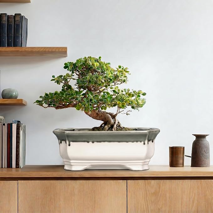 Bonsai Tree Pots 13.7 Inch - Ceramic Succulent Pots for Indoor Outdoor Plants, Bonsai Planter with Drainage Hole, Shallow Plant Pot, Home Decor, Gifts for Men Women, Rectangular Beige-Grey