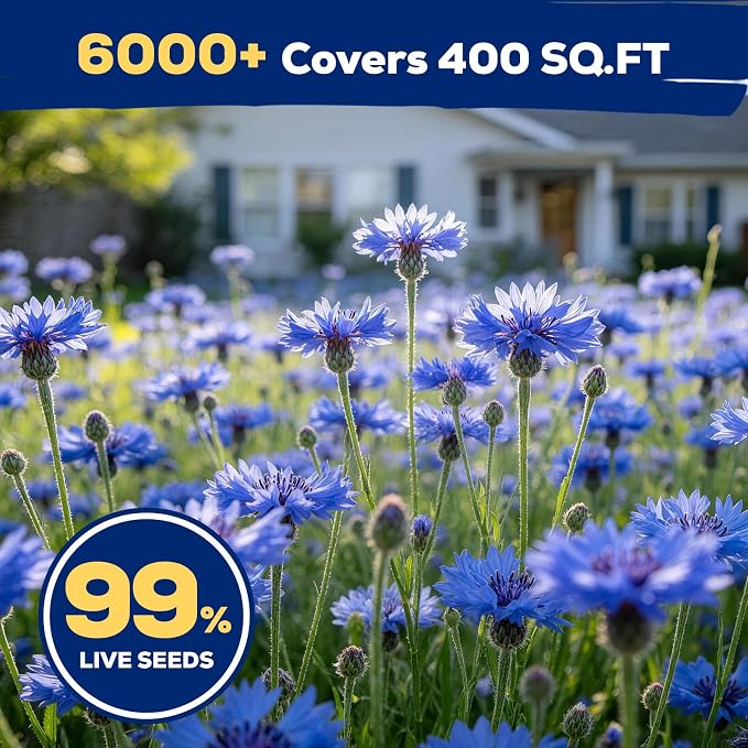 6000+ Cornflower Seeds Perennial for Planting – Blue Bachelor Button Seeds, Pollinator Friendly Flower Seeds for Outdoor Garden, Attract Bees & Butterflies