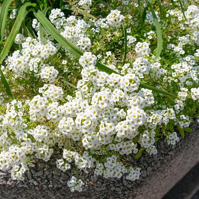 8000+ White Sweet Alyssum Seeds for Planting - Carpet of Snow Flower Seeds, Fragrant Annual Ground Cover, Lobularia Maritima for Garden Borders, Containers, Rock Gardens & Pollinator Habitats