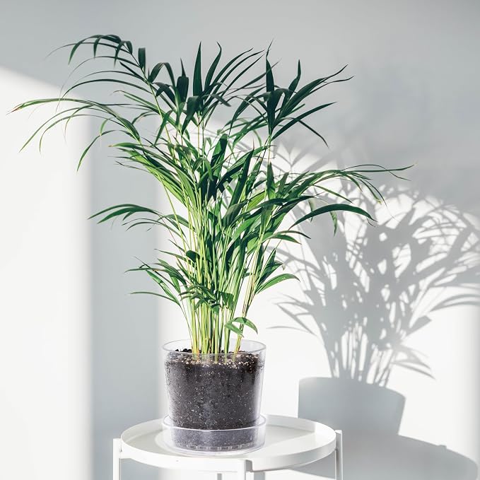 Phoenix Vine 6.5 Inch 8 Inch Clear Acrylic Houseplants Planter Pot with Tray, Orchid Pot with Drainage Holes, Deep Saucer for Bottom Watering, Transparent Containers for Indoor Plants, Herbs, 91-B-X