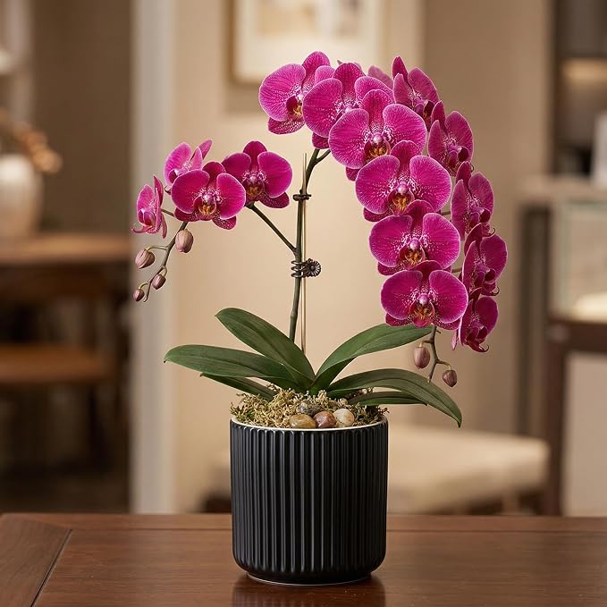 Set of 2 self Watering Ceramic pots for Indoor Plants with 5 inch Clear Inner Pot (Black, 5 inch)