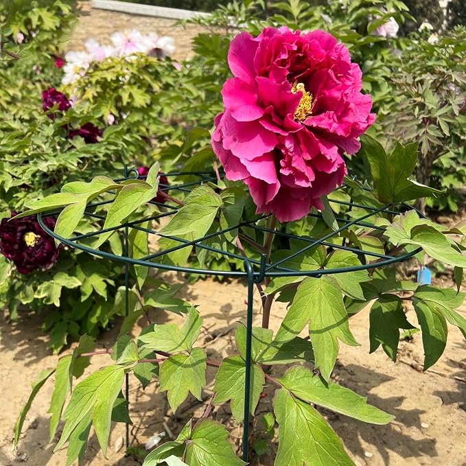 6 Pack Peony Cages and Supports 16 x 24 Inch Grow Through Plant Support Peony Support Ring for Outdoor Plants