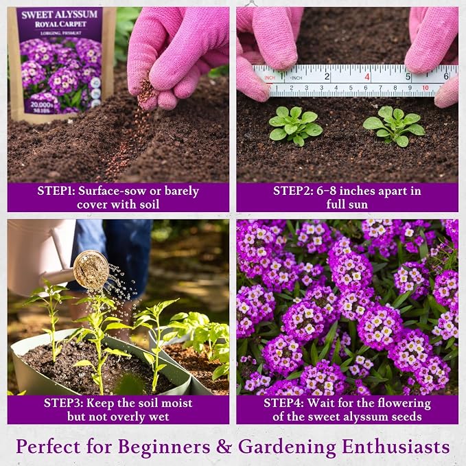 8000+ Purple Sweet Alyssum Seeds for Planting - Royal Carpet Alyssum Flower Seeds, Fragrant Ground Cover for Outdoor Gardens, Borders, Containers & Rock Gardens, Attracts Bees & Butterflies