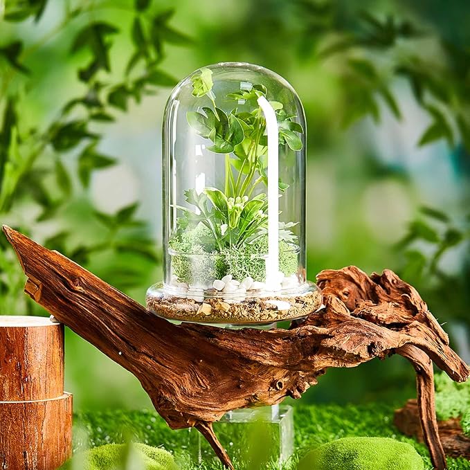 2 Pcs 5.9 x 7.9 Inch Glass Terrarium Dome Cloche with Air Hole & Glass Base, Clear Terrarium Containers Ventilated Plant Humidity Dome for Carnivorous Plants Orchids Tropical Cuttings, No Leakage