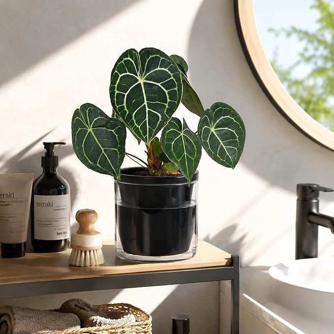 D'vine Dev 6 Inch Design Self Watering Planter for Indoor Plants, Black Terracotta Pot with Cylinder Glass Cup, Set of 2, 37-Y-B-3
