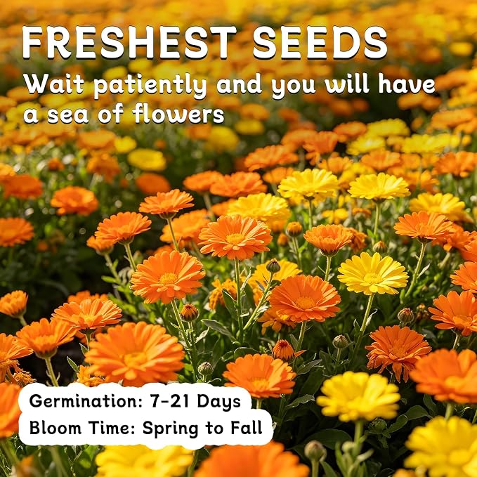 LUOJIBIE Calendula Seeds, Calendula Seeds for Planting Outdoor & Indoor, 4,000+ Pacific Beauty Mix Annual Flower Seeds Bulk, Non-GMO Flower Seeds, Large Blooms, Easy to Grow