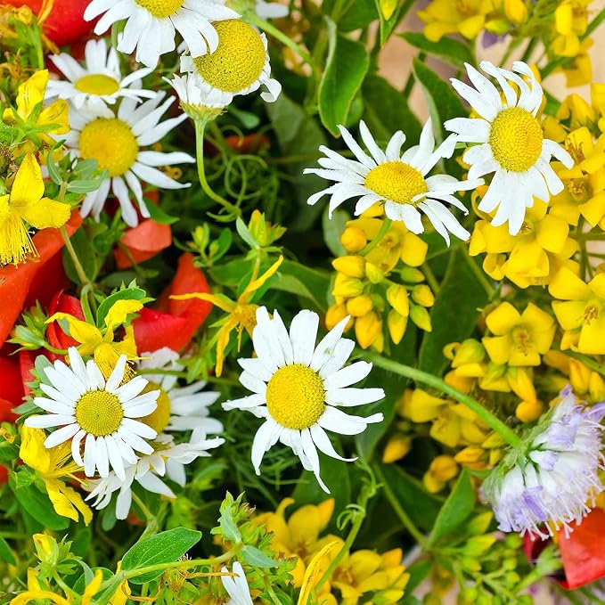 Sustainable Seed Co Wildflower Seed Bulk 2 oz 80,000 Seeds Drought-Tolerant | Mix with 20 Varieties, Pollinator-Friendly, Drought-Resistant Flowers for Dryland Gardens