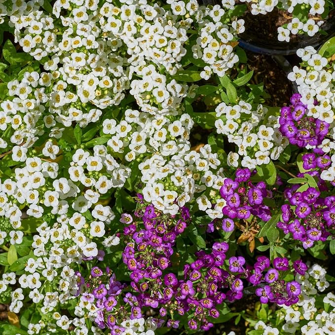 8000+ Purple & White Sweet Alyssum Seeds for Planting - Mixed Alyssum Flower Seeds, Fragrant Ground Cover for Outdoor Gardens, Borders, Containers & Rock Gardens, Attracts Bees & Butterflies