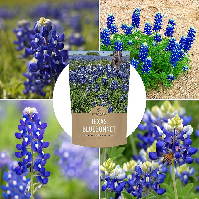 Bulk Texas Bluebonnet Wildflower Seeds - 5 Pounds - Over 80,000 Native Seeds - Texas State Flower!