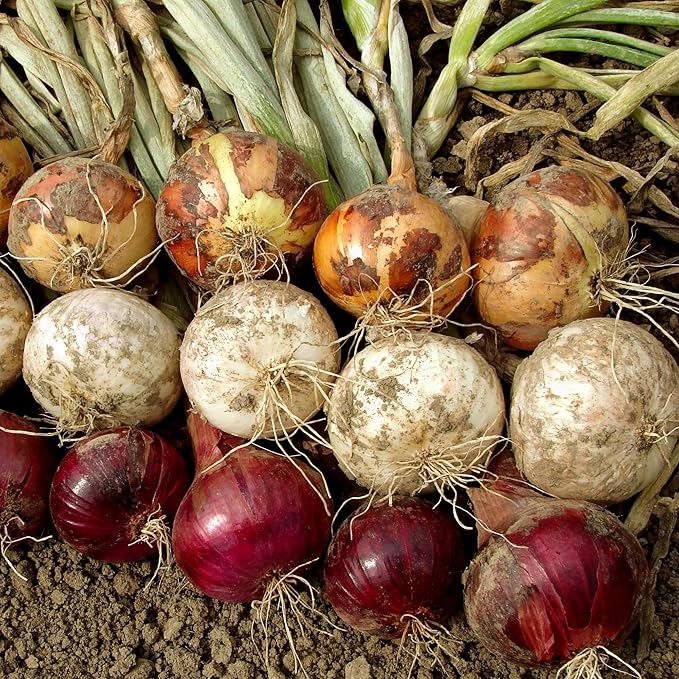Mixed Onion Assortment 8 oz - Red, White & Yellow Onion Bulbs | Onion Sets, Non-GMO Zones 3-10