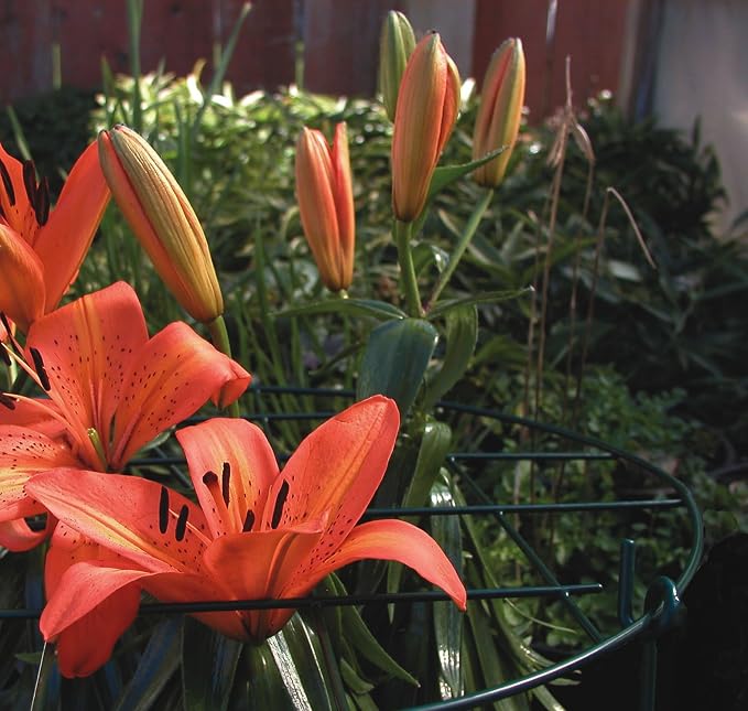 Luster Leaf (971) 12” Round Grow Through Grid w/ 18” legs