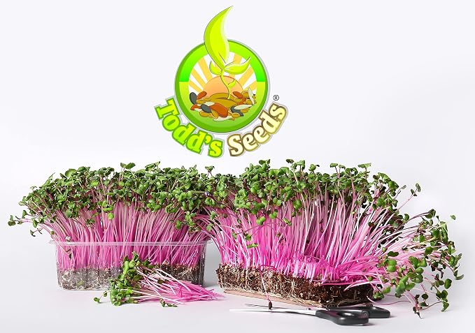 Todd's Seeds Rambo Radish Sprouting Seeds, 1 lb – Non-GMO | Striking red/purple sprouts. Ready in 5 days. High in vitamins & minerals. Great for salads, sandwiches & sushi.