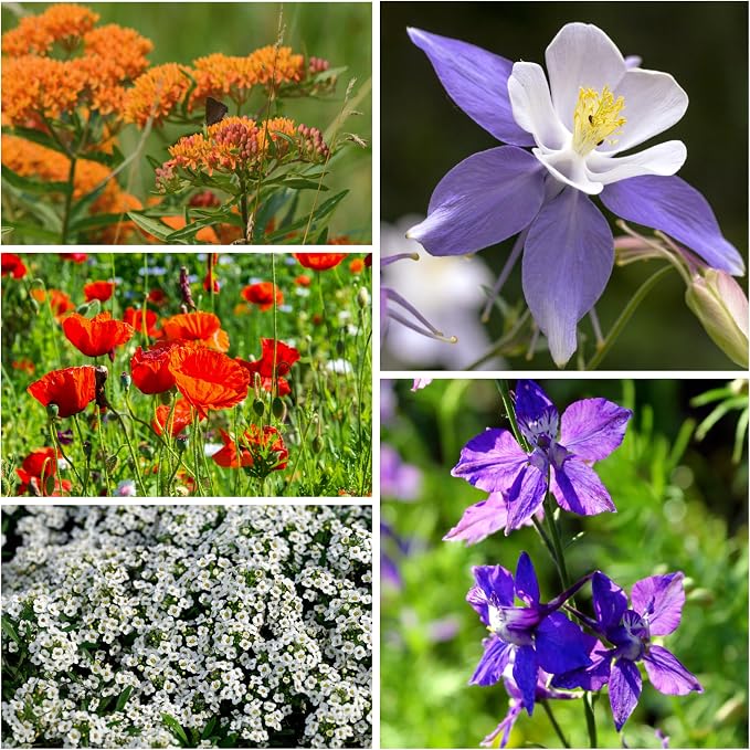 Seed Needs Flower Seeds Hummingbird and Butterfly Mix 1 Ounce Bulk Pack