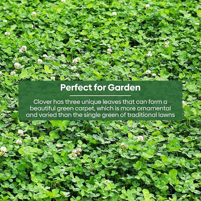 Groundio Mini White Clover Seeds, 1LB | 4-6 Inch Tall Perennial Dwarf Dutch Clover, Trifolium Repens, Low-Maintenance Ground Cover, Nitro Coated and Inoculated