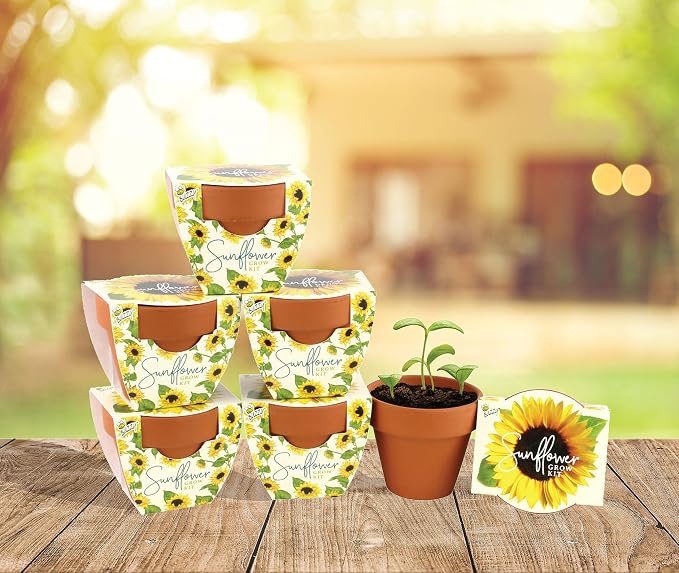 BUZZY Seeds Sunflower Daydream Collection Grow Kit 6-Pack - Mini Terracotta Pot Grow Set - 100% Grow Guarantee