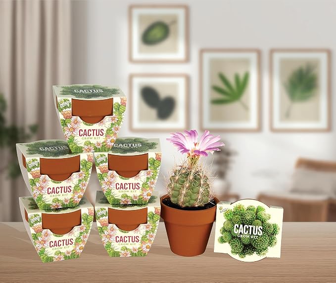 Buzzy Seeds Cactus Daydream Collection Grow Kit 6-Pack - Mini Terracotta Pot Grow Set - Complete Indoor Gardening Kit with Seeds, Coconut Husk Growing Medium & Genuine Pots - 100% Grow Guarantee