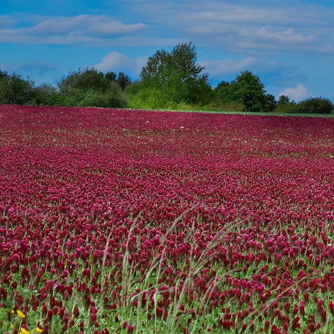 Outsidepride Crimson Clover Seeds - 5 lbs. Annual, Nitrocoated, & Inoculated Ground Cover Seeds, Ideal for Lawn, Cover Crop, Pasture, Hay, Green Manure & Wildlife Forage