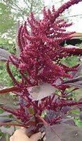 Amaranth Red Garnet Sprouting Microgreen Grain Heirloom Herb by Seed Kingdom 1/4 Lb Seeds