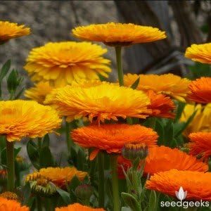 Non GMO Bulk Calendula Seeds- Fancy Mix Calendula officinalis (10 lbs)