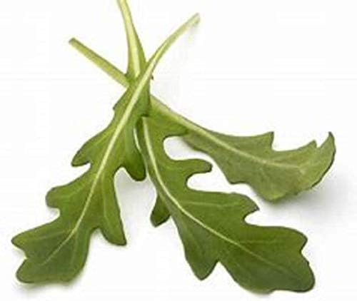 Arugula Seed, Arugula Sprouting Seeds, Microgreen, Sprouting, 12 OZ, Non GMO - Country Creek Acres Brand - High Sprout Germination- Juicing, Gardening, Hydroponics, Growing Salad Sprouts