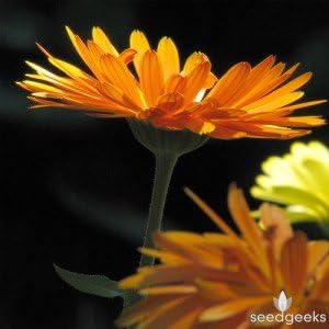 Non GMO Bulk Calendula Seeds- Fancy Mix Calendula officinalis (10 lbs)