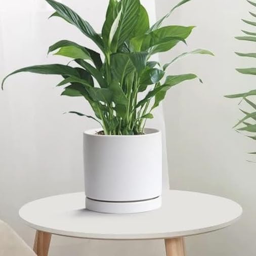 Yukfona Ceramic Plant Saucer Tray 2 Pcs 12 Inch White, 12.5" OD x11.9 ID x1.6 Deep| Fits Flower pots Bottom≤ 11.9", Heavy Duty Glazed Round Planter Drip with Catch Basin for Indoor Outdoor Plants