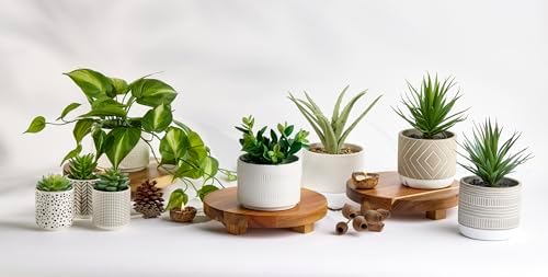 Kurrajong Farmhouse footed wooden stand. 10" wide and 2" high round Acacia Wood Riser. Wooden pedestal stand for Kitchen Counter, Coffee Station, Bathroom, Plants, Candles. Rustic Countertop Riser board - Image 2