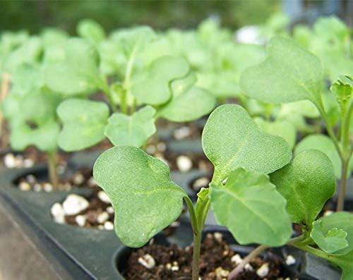 Food to Live Broccoli Seeds for Sprouting, 4 Ounces – Vegan, Kosher, Sirtfood, Bulk. Rich in Sulforaphane, Vitamin C, Vitamin A. Great for Growing Sprouts, Microgreens. High Germination Rate