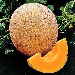 Cantaloupe Hales Best Jumbo Melon Heirloom Vegetable Seeds by Seed Kingdom (1 Oz Seeds)