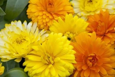 Non GMO Bulk Calendula Seeds- Fancy Mix Calendula officinalis (10 lbs)