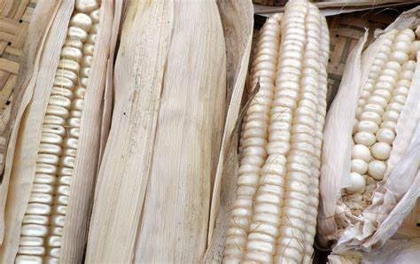 Hickory King White Dent Corn Seeds for Planting 850 Seeds. 1 Pound of Seeds. Heirloom Non GMO Garden Vegetable Bulk Survival Wildlife Deer Foodplot