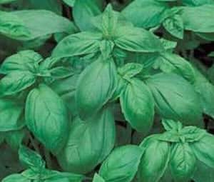 Basil Italian Large Leaf Great Garden Herb Bulk 1 Lb Seeds