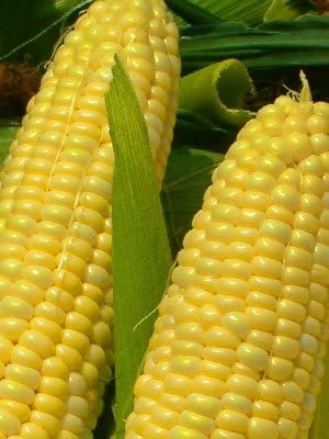 Corn Golden Bantam 8 Open Pollinated Great Heirloom Vegetable By Seed Kingdom Bulk 1/4 Lb Seeds