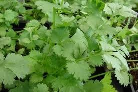Cilantro Slow Bolting Also Known As Coriander Chinese Parsley Great Herb Heirloom Vegetable Bulk 1/4 LB Seeds