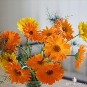Non GMO Bulk Calendula Seeds- Fancy Mix Calendula officinalis (10 lbs)