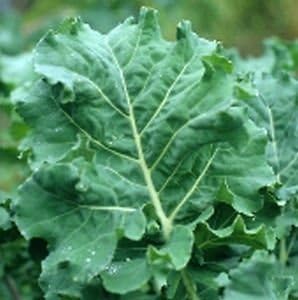 Kale Premier Great Heirloom Vegetable by Seed Kingdom 1 Oz Seeds