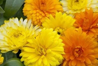 Non GMO Bulk Calendula Seeds- Fancy Mix Calendula officinalis (1/4 Lb)