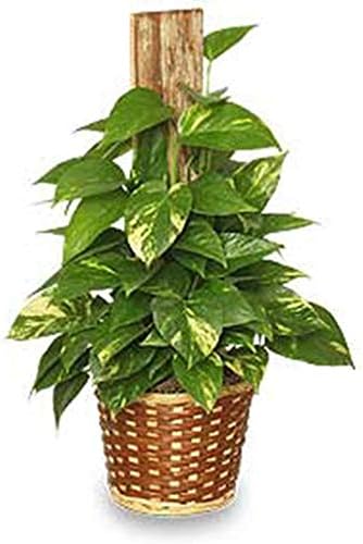 American Plant Exchange Golden Pothos Totem Pole – Live 6-Inch Potted Climbing Vine, Easy-Care Air Purifying Houseplant, Fast-Growing Tropical Indoor Plant for Home, Office & Indoor Décor